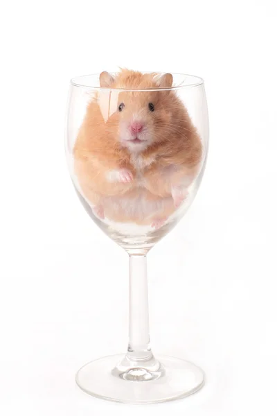 Hamster isolerad på vit — Stockfoto