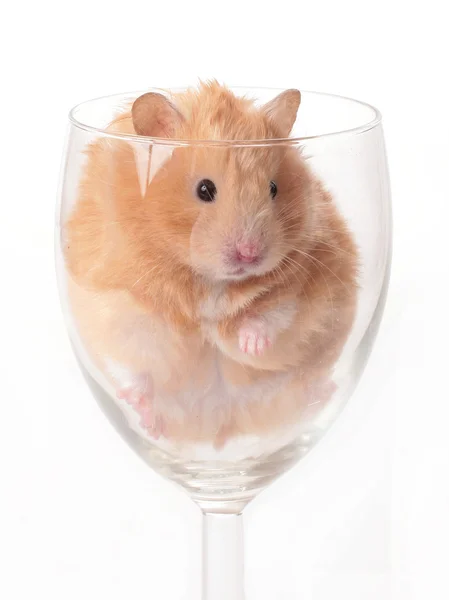 Hamster isolert på hvit – stockfoto