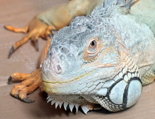 stock image Iguana