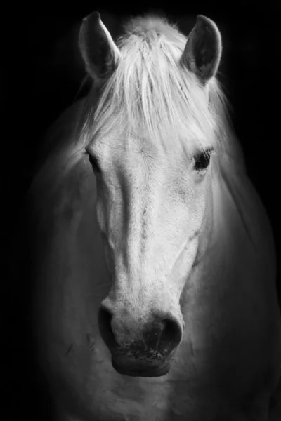 Schwarzweiß-Porträt eines weißen Pferdes — Stockfoto