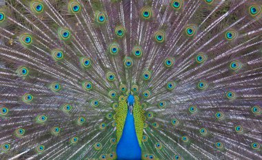 Peacock showing off clipart