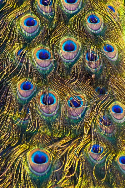 Πολύχρωμα παγώνι φτερά — Φωτογραφία Αρχείου