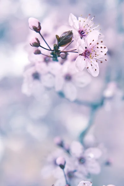 Virágzó gyümölcsfa — Stock Fotó