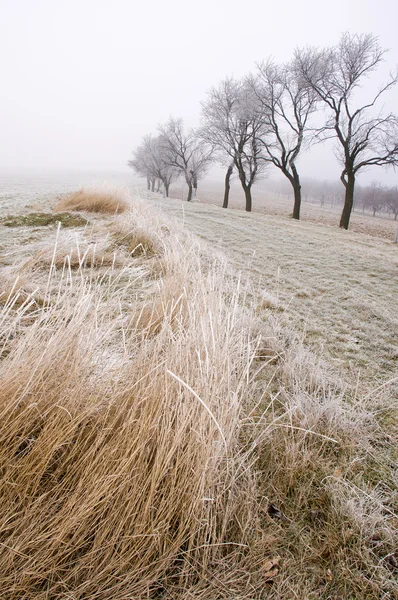 Krajina v zimním období — Stock fotografie