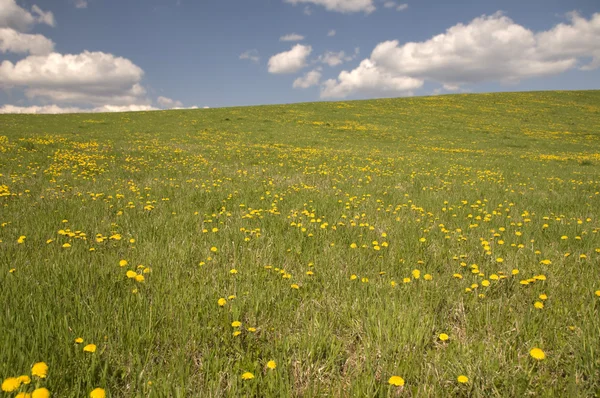 stock image The meadow with the grass and the dandelions and blue sky with white clouds