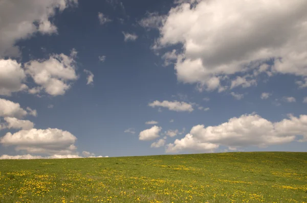 stock image The meadow with the grass and the dandelions and blue sky with white clouds