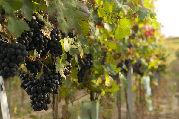 Vineyards in harvest time — Stock Photo, Image