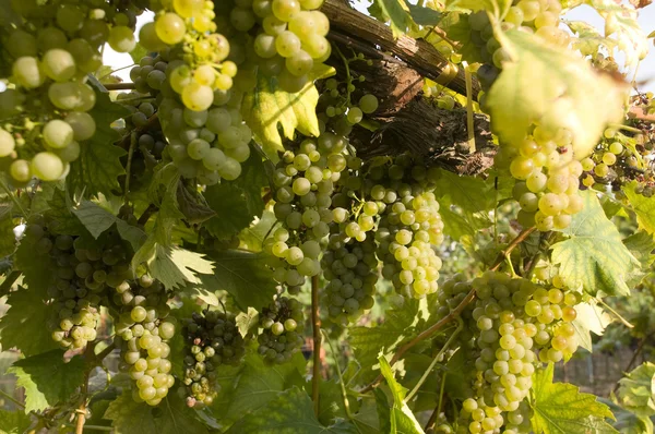 Wijngaarden in de oogsttijd — Stockfoto