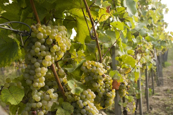 Wijngaarden in de oogsttijd — Stockfoto