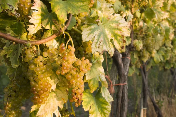 Vineyards in harvest time — Stock Photo, Image