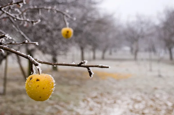 Apple trees in the winter time — Stock Photo, Image
