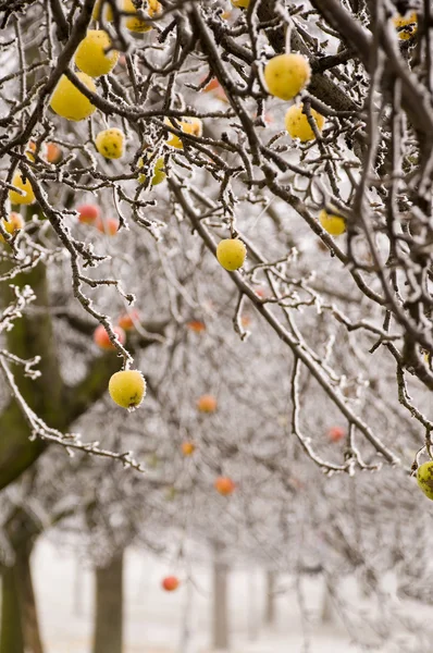 Los manzanos en invierno Imagen de archivo