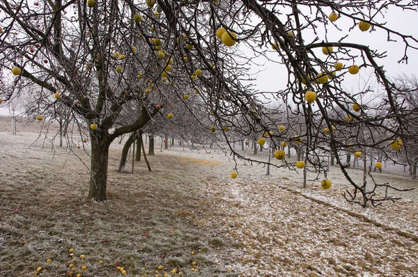 Elma ağaçları kış zamanında Telifsiz Stok Fotoğraflar