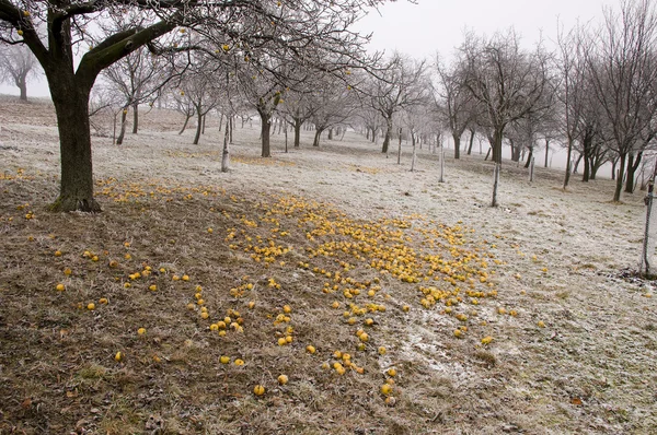 Los manzanos en invierno Imagen de archivo
