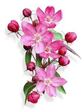 Pink apple blossom isolated clipart