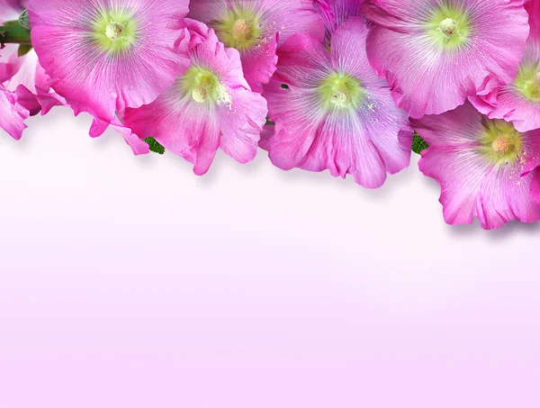 stock image Greeting card with flowers mallow