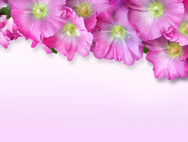 Biglietto di auguri con fiori malva Foto Stock
