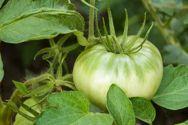 stock image Tomatoe