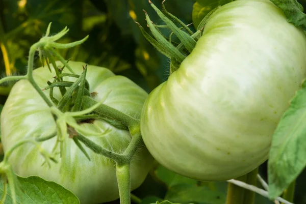 stock image Green Tomatoe