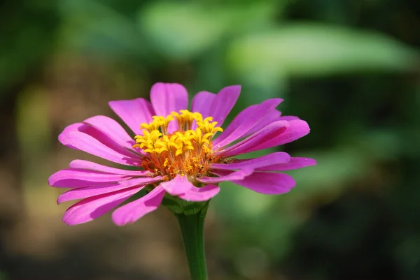 stock image Velvet flower