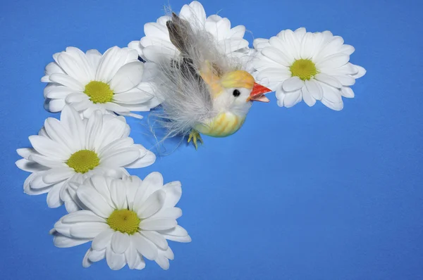 Kyckling med blommor — Stockfoto