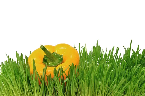 Pimienta amarilla en hierbas verdes —  Fotos de Stock