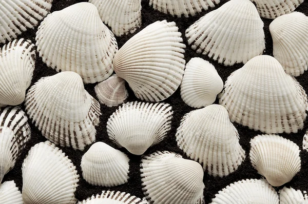 Sea cockleshells of white color — Stock Photo, Image