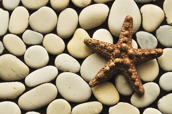 Deniz yıldızı kahverengi renk gri taş — Stok fotoğraf