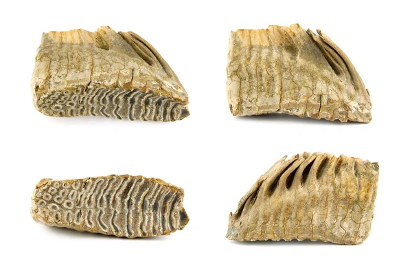 Zębów mamuta — Zdjęcie stockowe