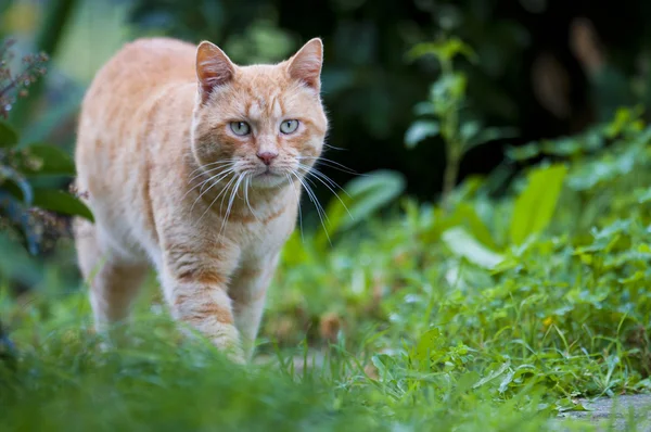Red cat on green — Stock Photo, Image