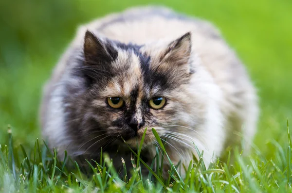 Gato persa sobre hierba —  Fotos de Stock