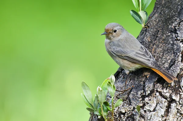 Ptak na drzewie — Zdjęcie stockowe
