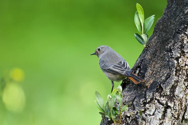 Pássaro na árvore — Fotografia de Stock