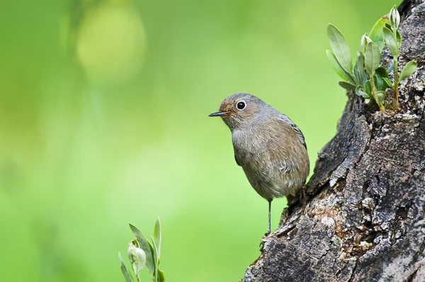 Ptak na drzewie — Zdjęcie stockowe