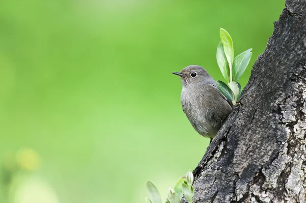 Pássaro na árvore — Fotografia de Stock