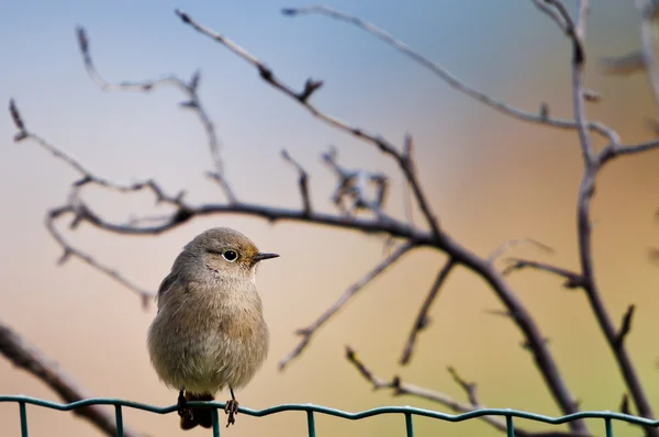 Птица на заборе — стоковое фото