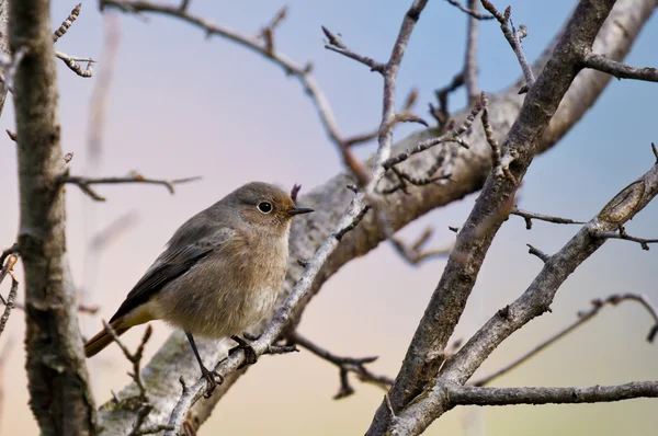 Птах на дереві — стокове фото