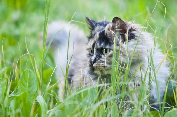 Persian cat on grass — Stock Photo, Image