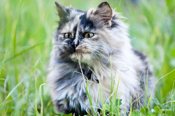 Persian cat on grass — Stock Photo, Image