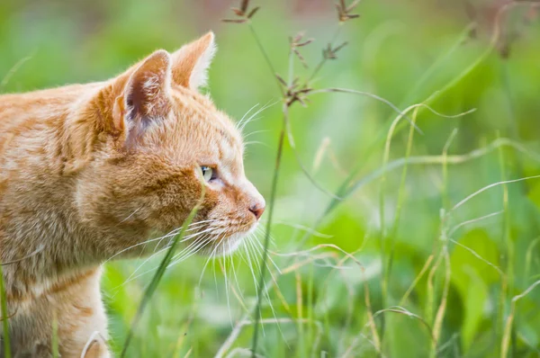 Red cat on green — Stock Photo, Image