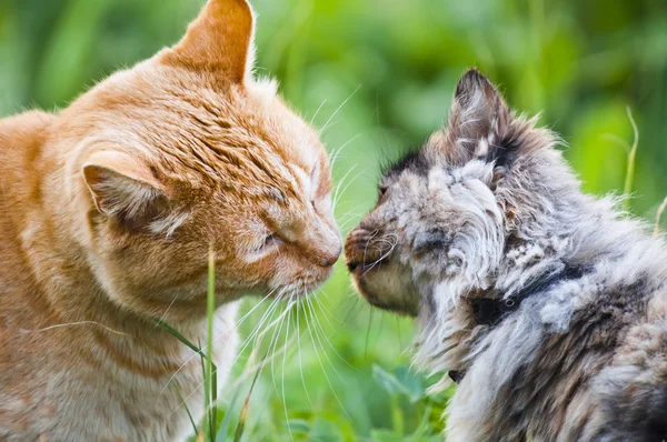 Кошачий поцелуй Лицензионные Стоковые Изображения