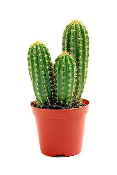 Cactus globo maceta aislado sobre fondo blanco Fotos De Stock