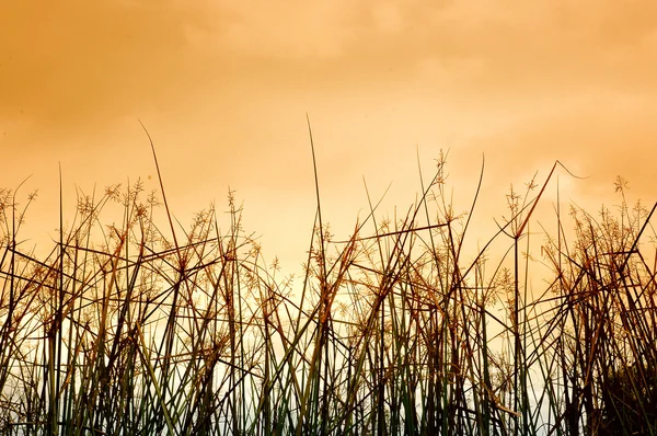 Çöl çimen — Stok fotoğraf