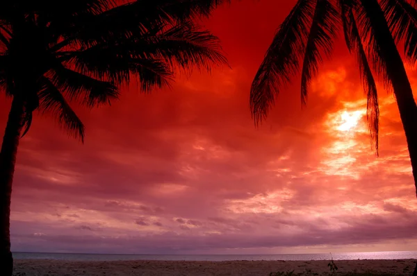 Silueta de puesta de sol enmarcada de un cocotero — Foto de Stock