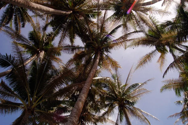 Árbol de coco visto desde abajo — Foto de Stock