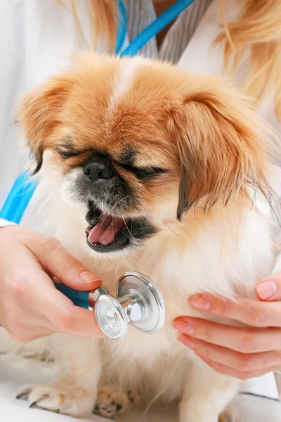 Veterinaria y perro pequeño . —  Fotos de Stock