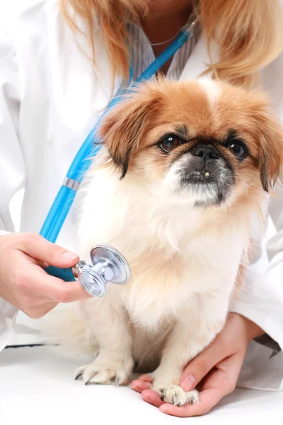 獣医と小型犬. — ストック写真