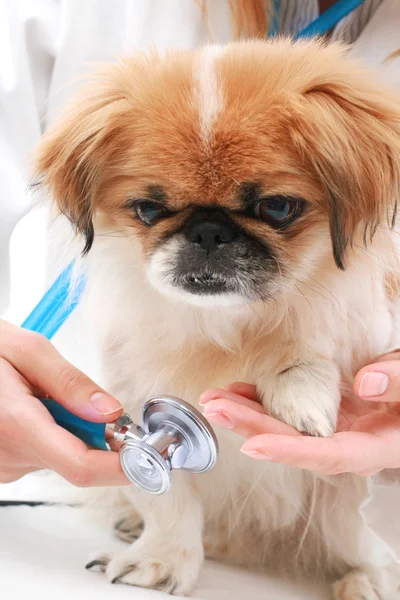 Veterinario e cane di piccola taglia . — Foto Stock