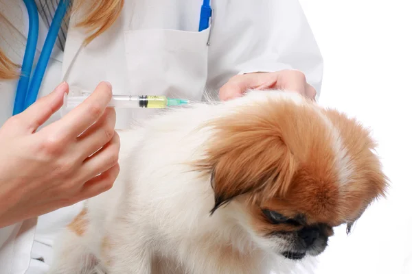 Pes zdravotní péče: očkování. — Stock fotografie
