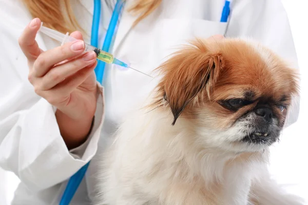 Cuidados de saúde do cão: vacinação . — Fotografia de Stock